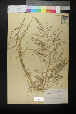 Eragrostis curtipedicellata image