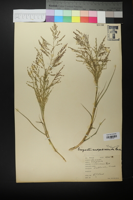 Eragrostis curtipedicellata image