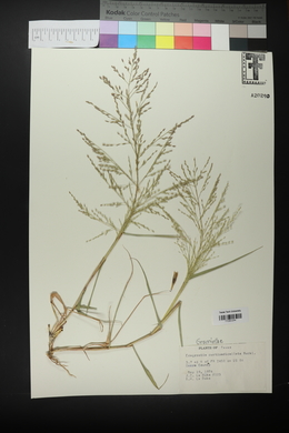 Eragrostis curtipedicellata image