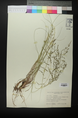 Eragrostis curvula image