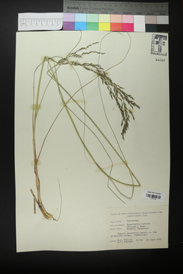 Eragrostis curvula image