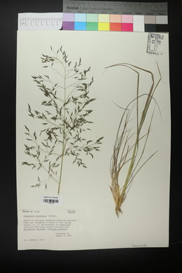 Eragrostis intermedia image