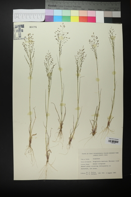 Eragrostis mexicana image