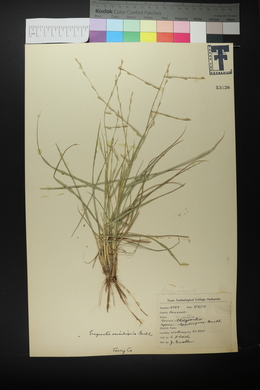 Eragrostis sessilispica image