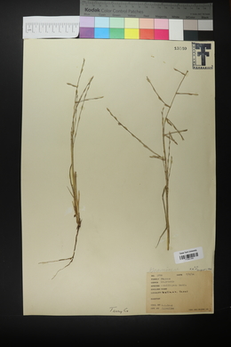 Eragrostis sessilispica image