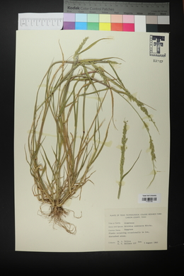 Eriochloa contracta image