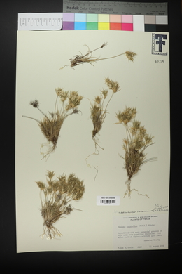 Dasyochloa pulchella image