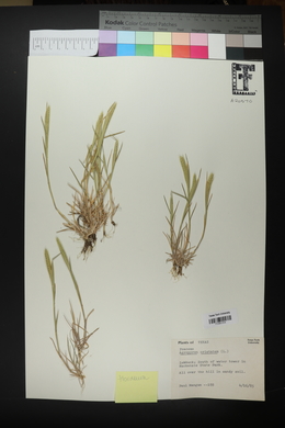 Agropyron cristatum image