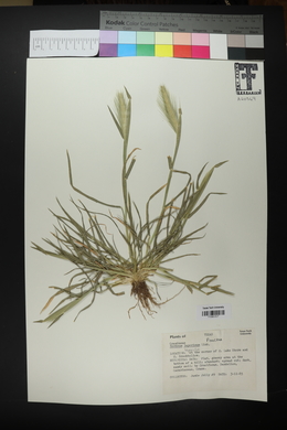 Hordeum murinum subsp. leporinum image