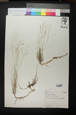 Muhlenbergia arenacea image