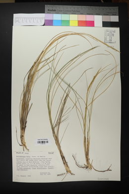 Muhlenbergia dubia image