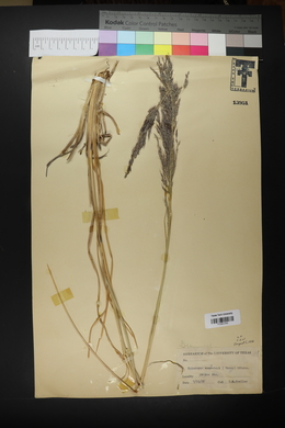 Muhlenbergia emersleyi image