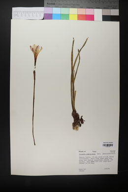 Zephyranthes drummondii image