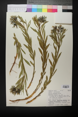 Amsonia tomentosa image