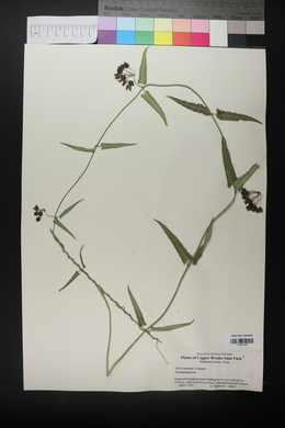 Funastrum crispum image