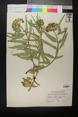 Asclepias asperula var. decumbens image