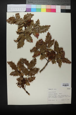 Mahonia swaseyi image