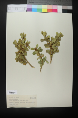 Buxus microphylla image