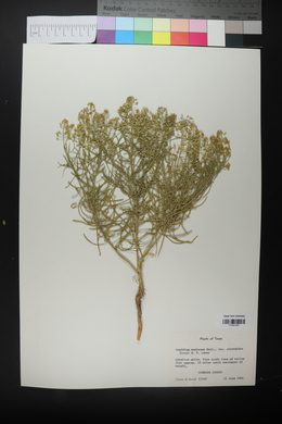 Lepidium alyssoides image