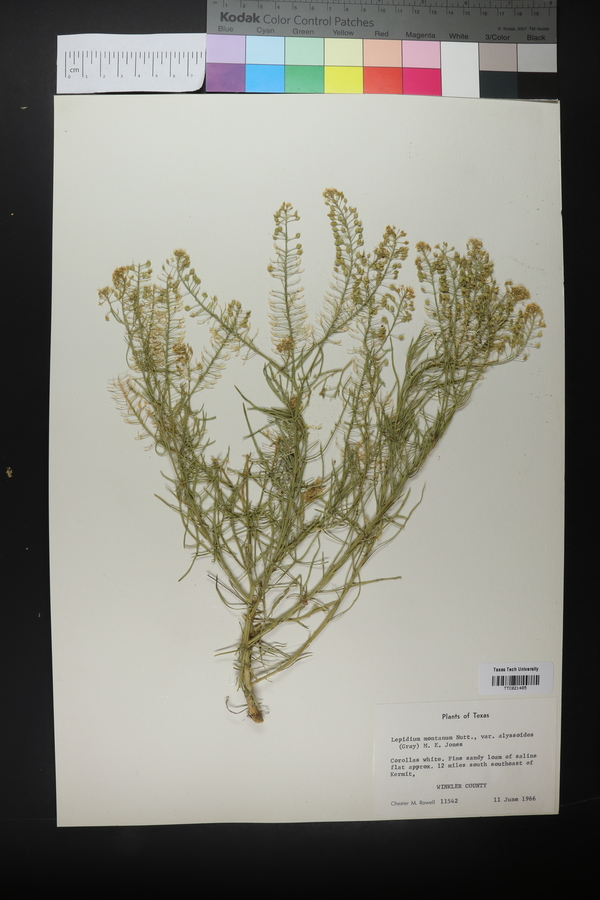 Lepidium alyssoides var. alyssoides image