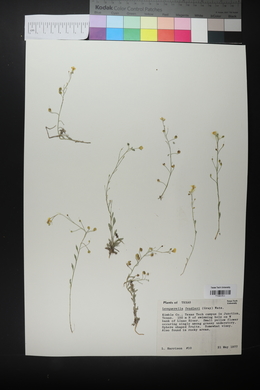 Physaria fendleri image