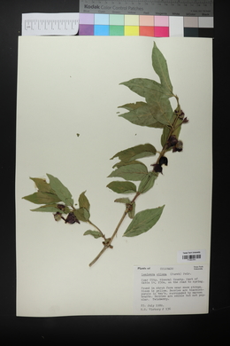 Lonicera ciliosa image