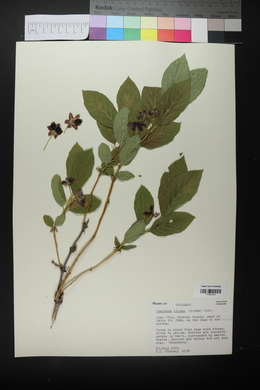 Lonicera ciliosa image