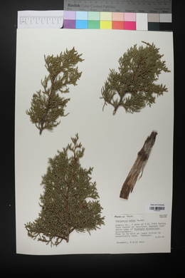 Juniperus ashei image