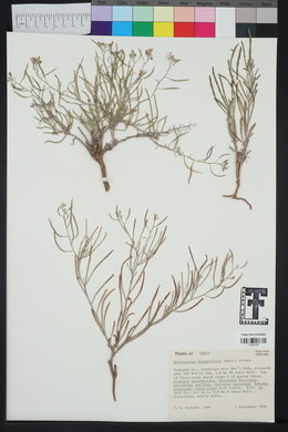 Nerisyrenia linearifolia image