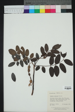 Sophora saxicola image