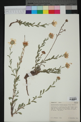 Machaeranthera blephariphylla image