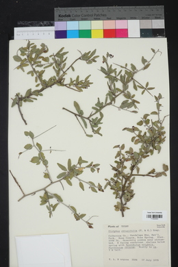 Ziziphus obtusifolia image