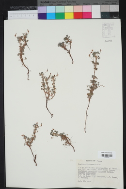 Oxalis albicans image