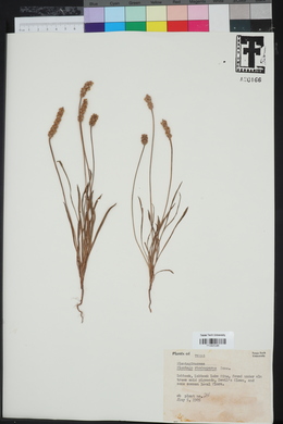 Plantago rhodosperma image