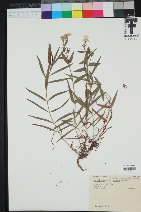 Phlox pilosa subsp. riparia image