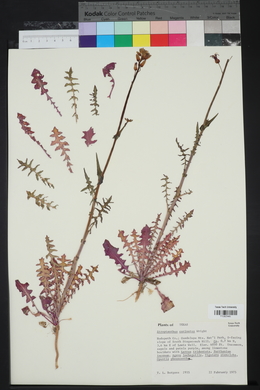 Streptanthus carinatus image