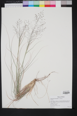 Eragrostis intermedia image