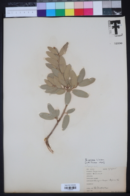 Quercus grisea image