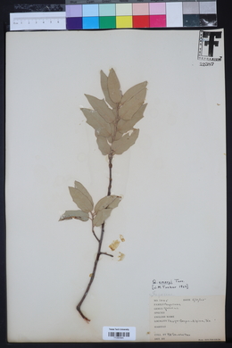 Quercus emoryi image