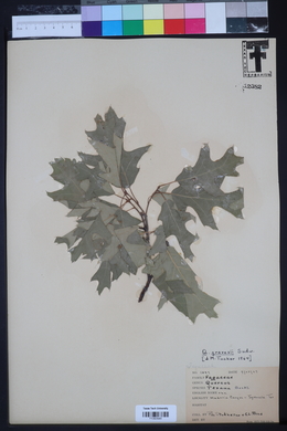 Quercus gravesii image