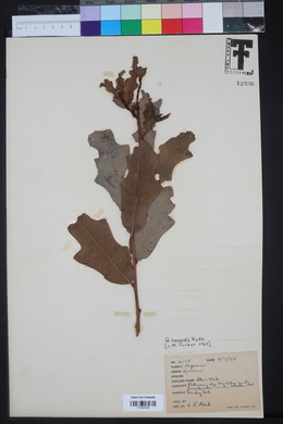 Quercus havardii image