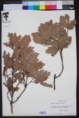 Quercus havardii image