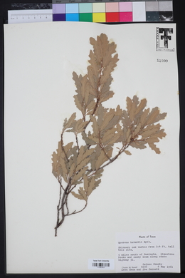 Quercus havardii image