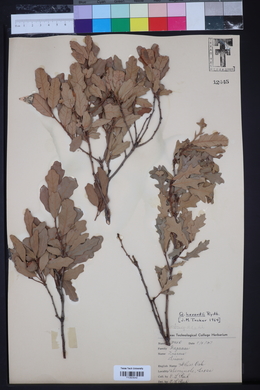 Quercus havardii image