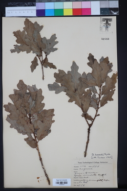 Quercus havardii image