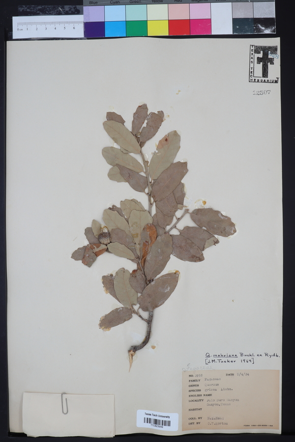 Quercus mohriana image