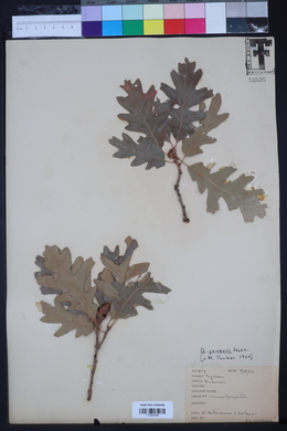 Quercus gambelii image