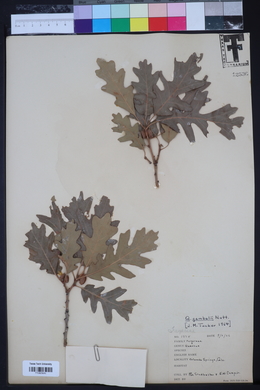 Quercus gambelii image