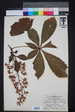 Aesculus hippocastanum image