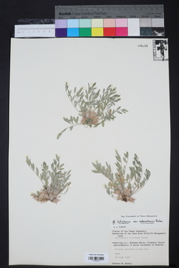 Astragalus lotiflorus image